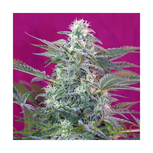 Big Foot (Sweet Seeds) Big Foot (Sweet Seeds)