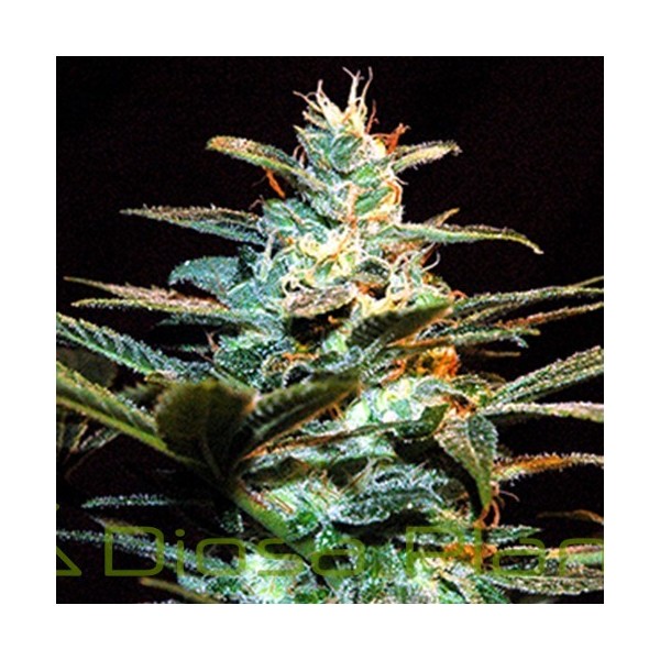 Ice Cool (Sweet Seeds) Ice Cool (Sweet Seeds)