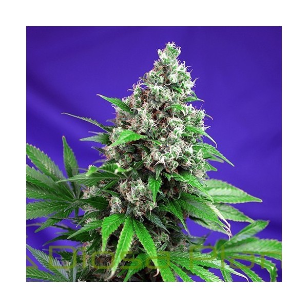 Killer Kush F1 Fast Version (Sweet Seeds) Killer Kush F1 Fast Version (Sweet Seeds)