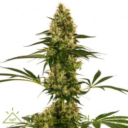 Blue Bullet Auto (Sensi Seeds)