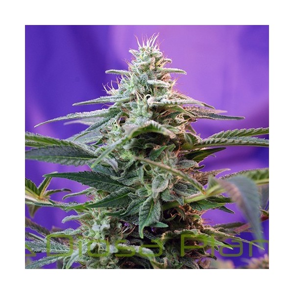 Sweet Special F1 Fast Version (Sweet Seeds) Sweet Special F1 Fast Version (Sweet Seeds)