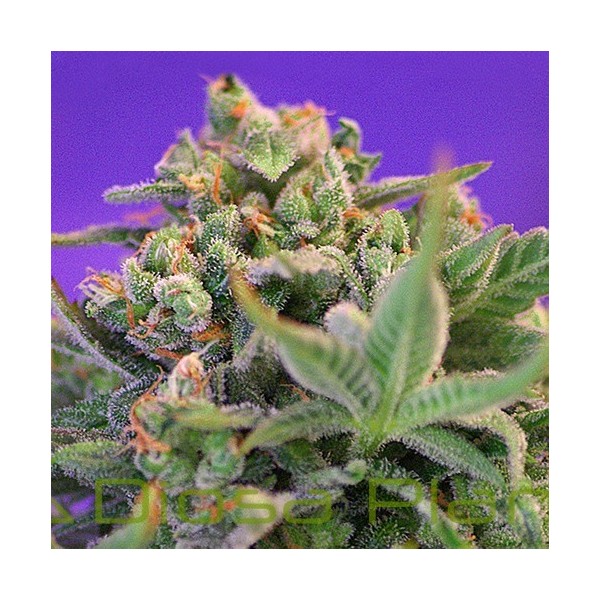 Sweet Cheese F1 Fast Version (Sweet Seeds) Sweet Cheese F1 Fast Version (Sweet Seeds)