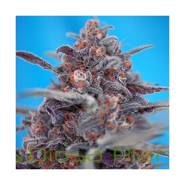 Devil Cream Auto (Sweet Seeds) Devil Cream Auto (Sweet Seeds)