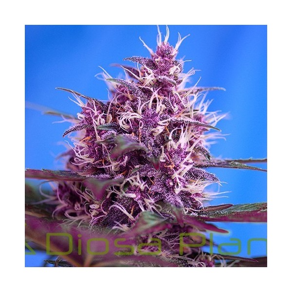 Red Poison Auto (Sweet Seeds) Red Poison Auto (Sweet Seeds)