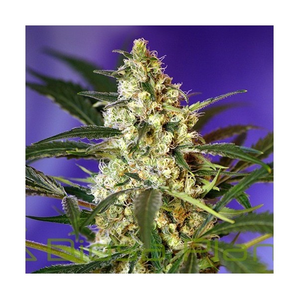 Fast Bud Auto (Sweet Seeds) Fast Bud Auto (Sweet Seeds)
