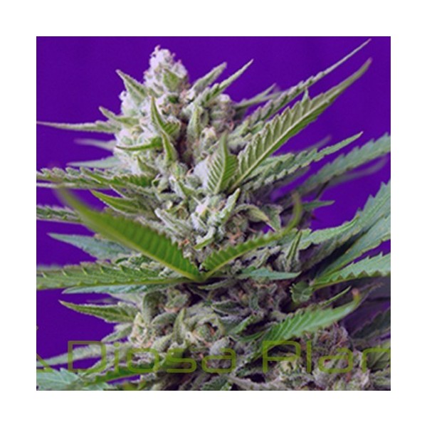 Speed Devil 2 Auto (Sweet Seeds) Speed Devil 2 Auto (Sweet Seeds)