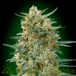 Gorilla Fast (00 Seeds)