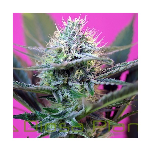 + Speed Auto (Sweet Seeds) + Speed Auto (Sweet Seeds)