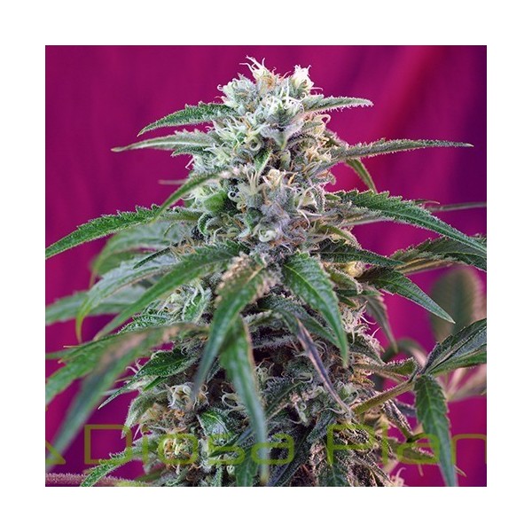 Green Poison Auto (Sweet Seeds) Green Poison Auto (Sweet Seeds)