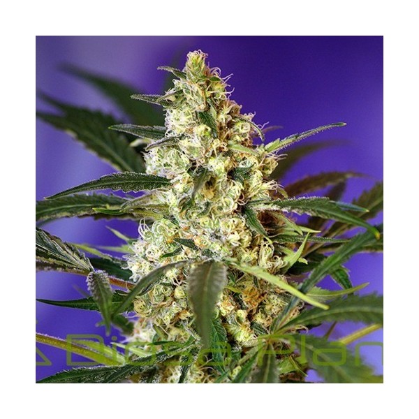 Fast Bud 2 Auto (Sweet Seeds) Fast Bud 2 Auto (Sweet Seeds)
