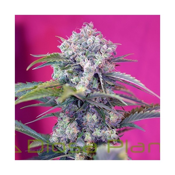 Cream Mandarine Auto (Sweet Seeds) Cream Mandarine Auto (Sweet Seeds)