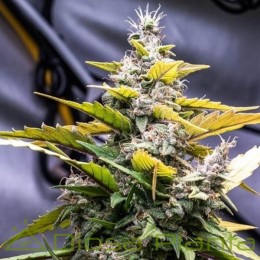 C5 Haze x Kali China Feminizada (Ace Seeds)