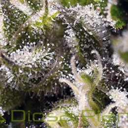 Cream Caramel Auto (Sweet Seeds)