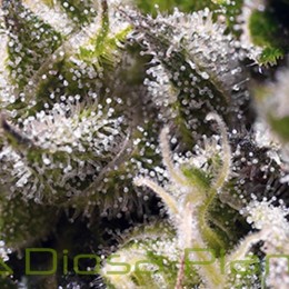 Radical Auto semillas autoflorecientes de Absolute Cannabis Seeds