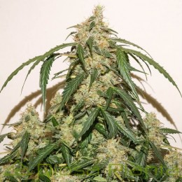 Auto Skywalker Haze (Dutch Passion)
