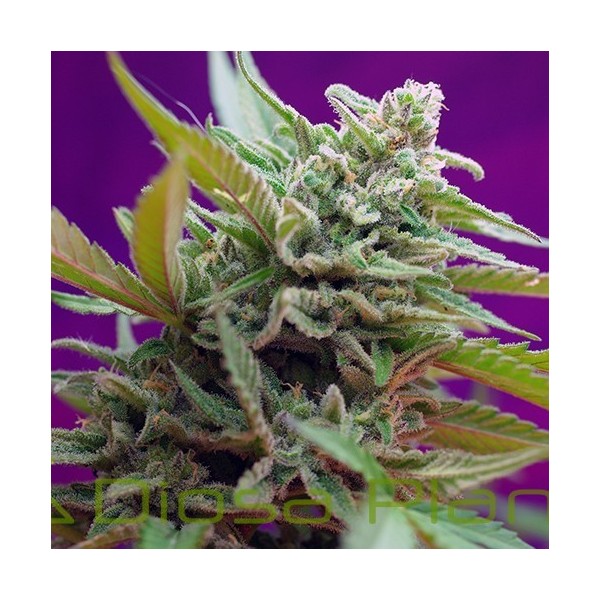 Black Jack Auto (Sweet Seeds) Black Jack Auto (Sweet Seeds)