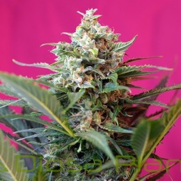 Big Devil XL Auto (Sweet Seeds)