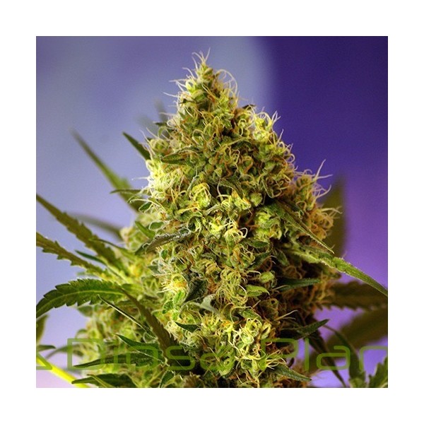 Big Devil 2 Auto (Sweet Seeds) Big Devil 2 Auto (Sweet Seeds)