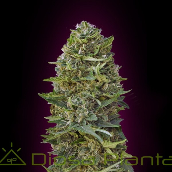 Caramel Kush (00 Seeds) Caramel Kush (00 Seeds)