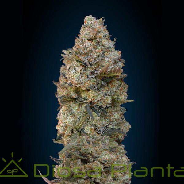 Chocolate Skunk (00 Seeds) Chocolate Skunk (00 Seeds)