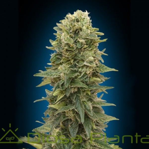 Auto Afghan Mass (00 Seeds) Auto Afghan Mass (00 Seeds)