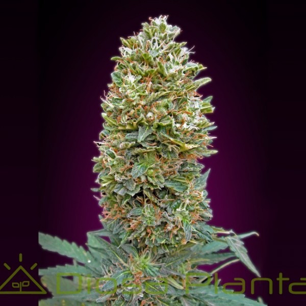 Auto Bubble Gum (00 Seeds) Auto Bubble Gum (00 Seeds)