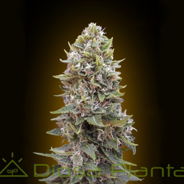 Auto Cheeseberry (00 Seeds) Auto Cheeseberry (00 Seeds)