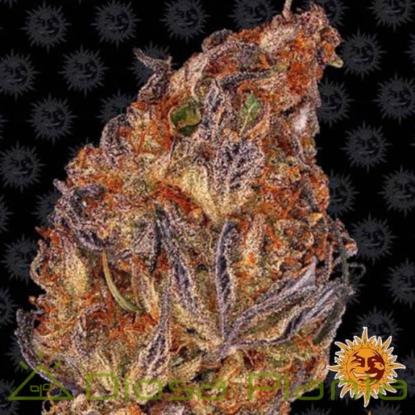 Runtz Auto (Barney's Farm) Runtz Auto (Barney's Farm)