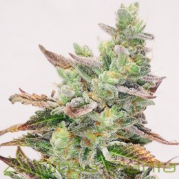 Banana Purp