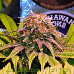Harlequin CBD