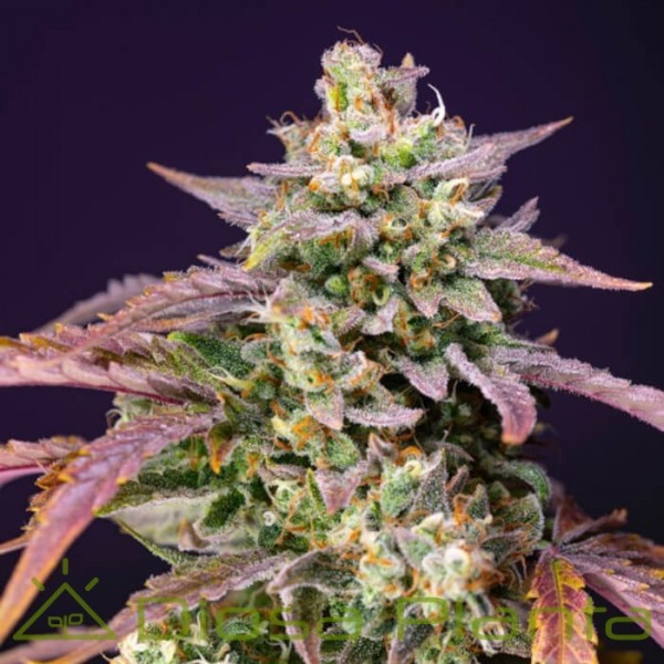 Purple Punch OG XL Auto (Sweet Seeds) Purple Punch OG XL Auto (Sweet Seeds)