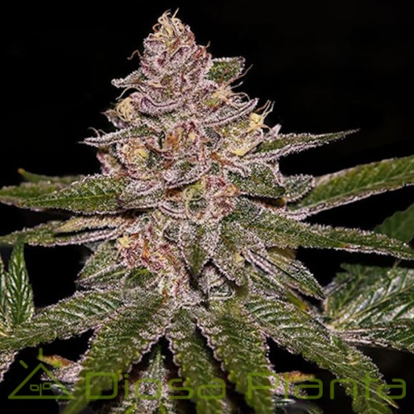 Radical Juice (Ripper Seeds) Radical Juice (Ripper Seeds)