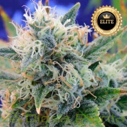 Girl Scout Cookies - Semillas a granel
