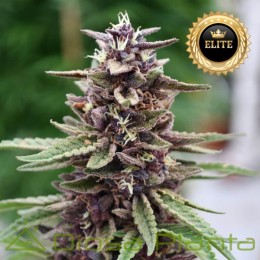 Purple Kush - Semillas A Granel