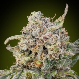 Auto Somango Glue Advanced Seeds