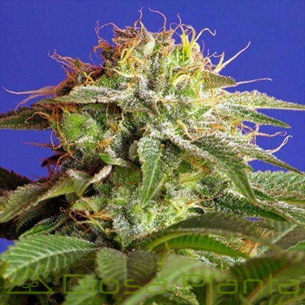 green poison