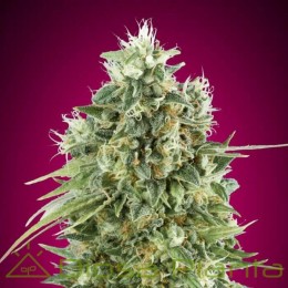 Semillas Bubble Gum CBD - 00 Seeds
