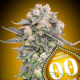 Semillas Auto Mimosa - 00 Seeds