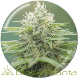 Semillas Feminizadas Eboshi CBG - Medical Seeds