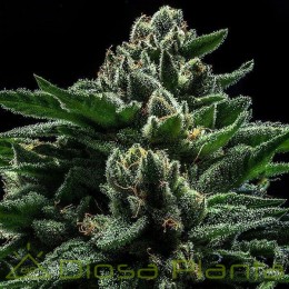 Semillas Feminizadas Do g - Ripper Seeds