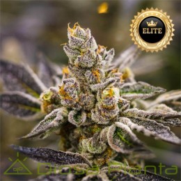Semillas de Marihuana a granel feminizadas Dos-Si-Dos