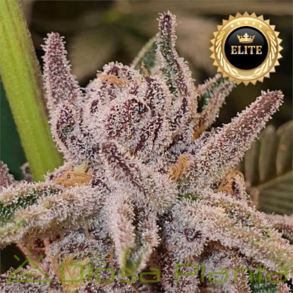 Semillas de Marihuana a granel feminizadas Tropicanna Cookies