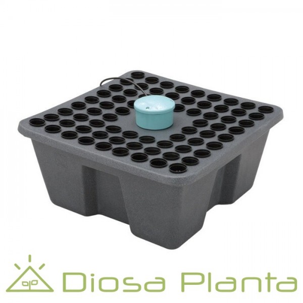 Rainforest (GHE) - propagador Rainforest (GHE) - propagador