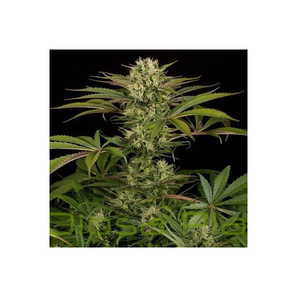Blue Cheese (Dinafem) Blue Cheese (Dinafem)