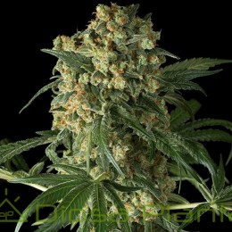 Big Kush (Dinafem Seeds)