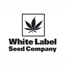 Semillas autoflorecientes White Label Seeds