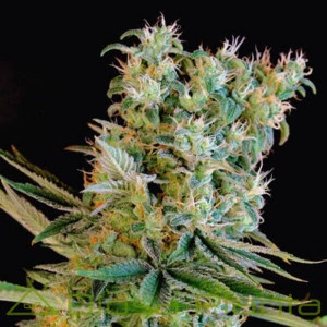 Amnesia Bilbo