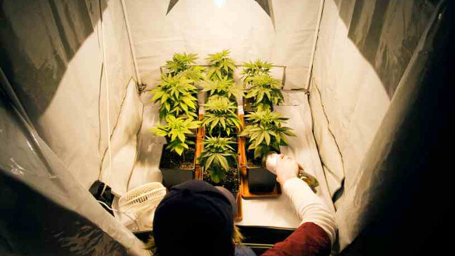 Guía de cultivo de marihuana para novatos