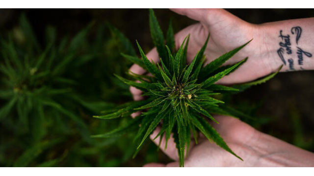 Las 10 mejores variedades sativas de marihuana