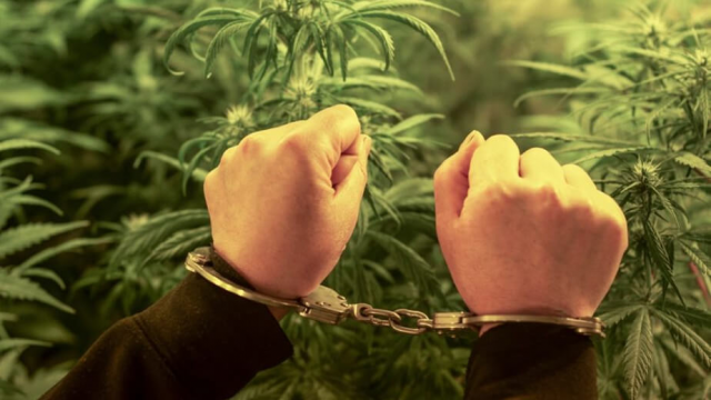 ¿Es legal cultivar marihuana en España en 2021?